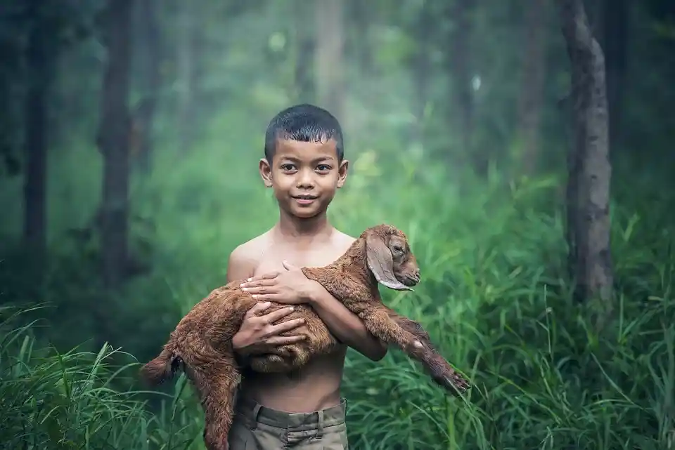 anak kecil membawa kambing di hutan