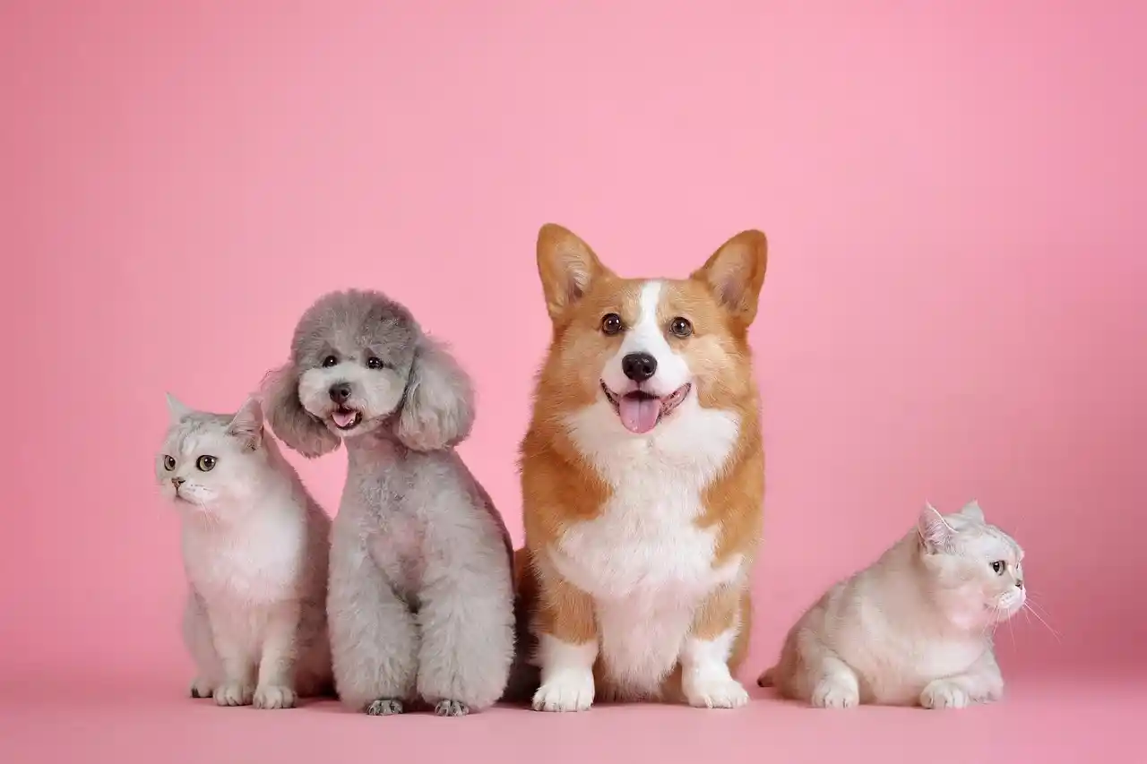 anjing kucing hewan peliharaan
