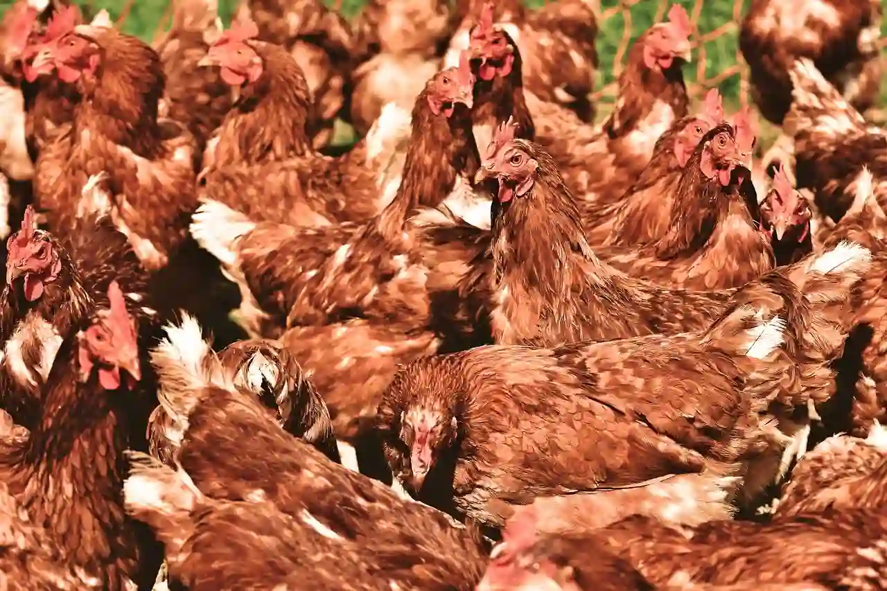 peternakan ayam unggas